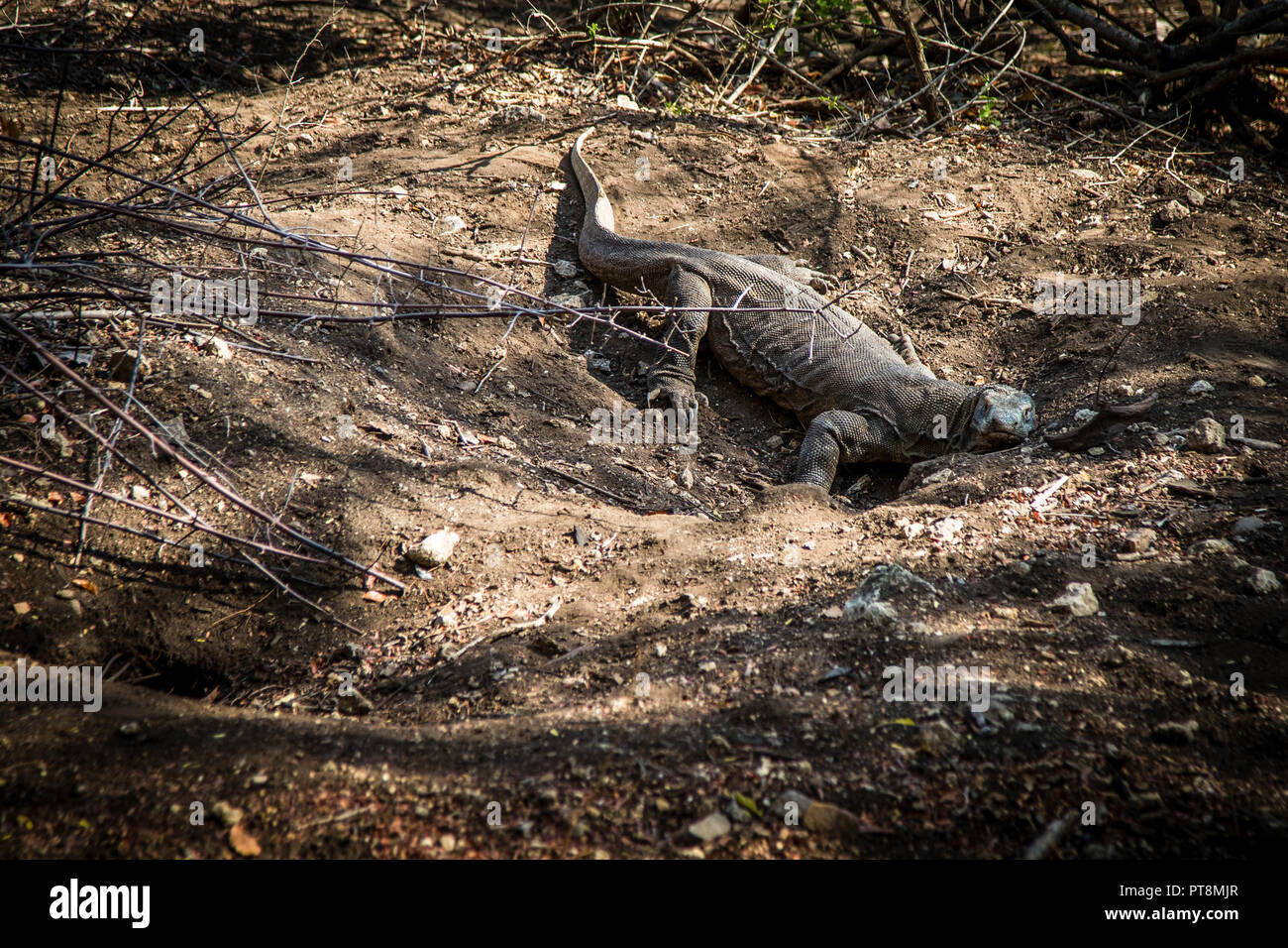 Drago di Komodo in una grotta nel terreno, Isole Sunda, Indonesia Foto Stock