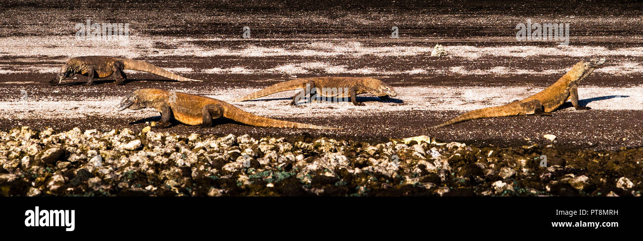 I draghi di Komodo sono specie animali in pericolo. Spesso si trovano in gruppi presso gli stand delle isole Komodo Foto Stock