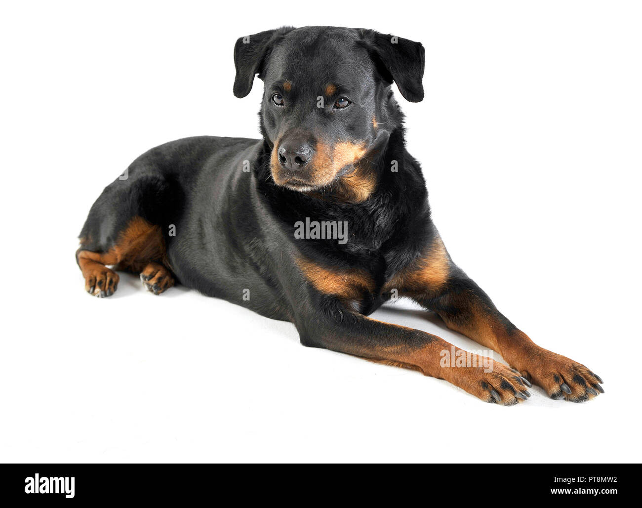 Rottweiler giacente in bianco piano studio Foto Stock