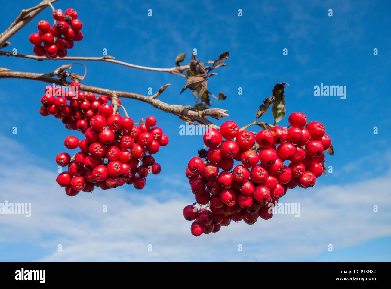 Rowan bacche sul Monte Ceneri, rowan tree, contro il cielo blu. Foto Stock