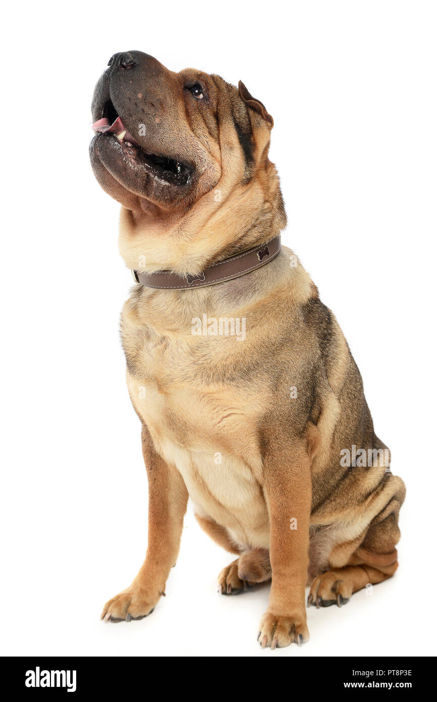 Molto bella Shar Pei godetevi lo studio photo shoot Foto Stock