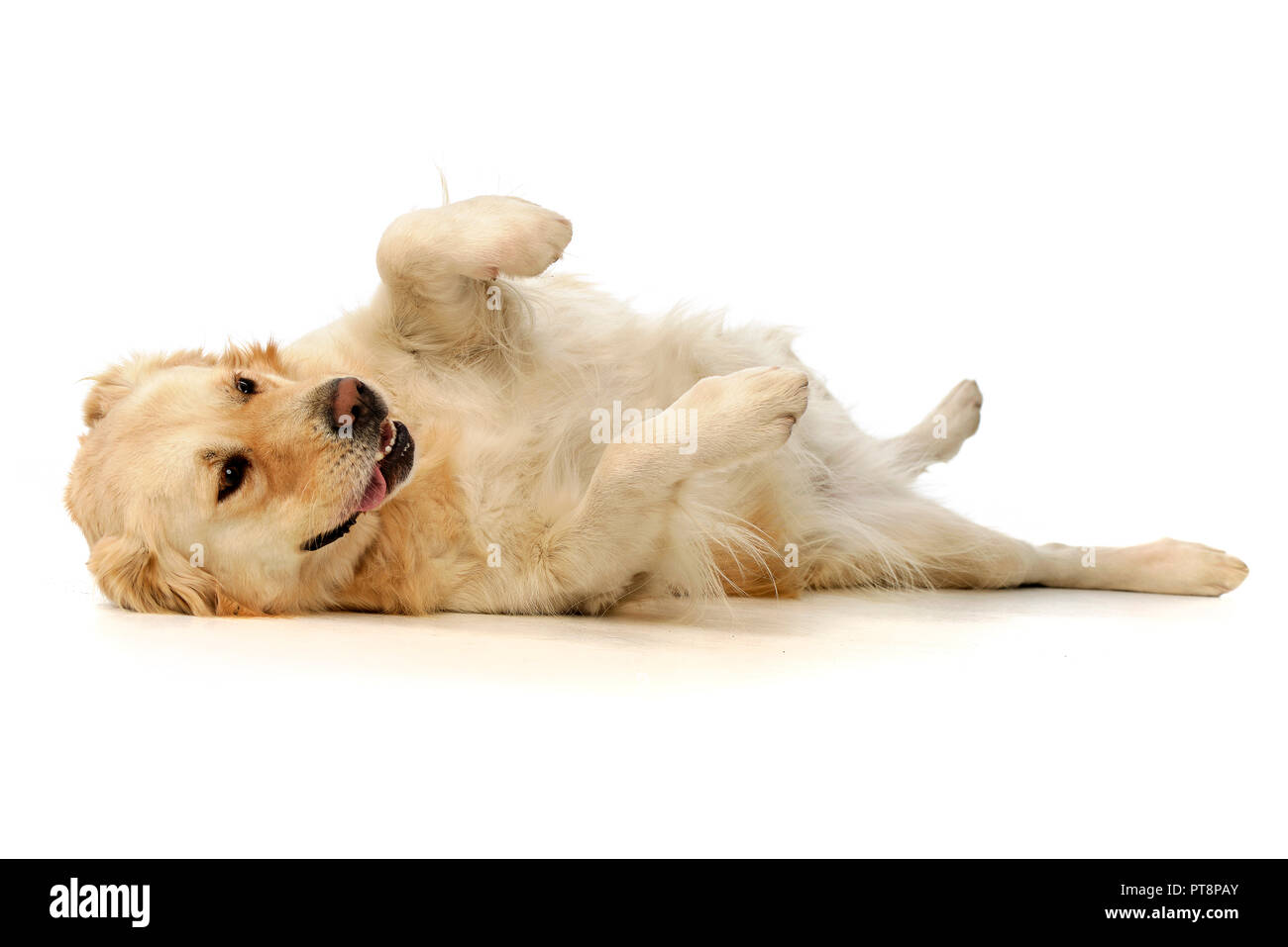 Studio shot di un adorabile razza cane giocando su sfondo bianco. Foto Stock