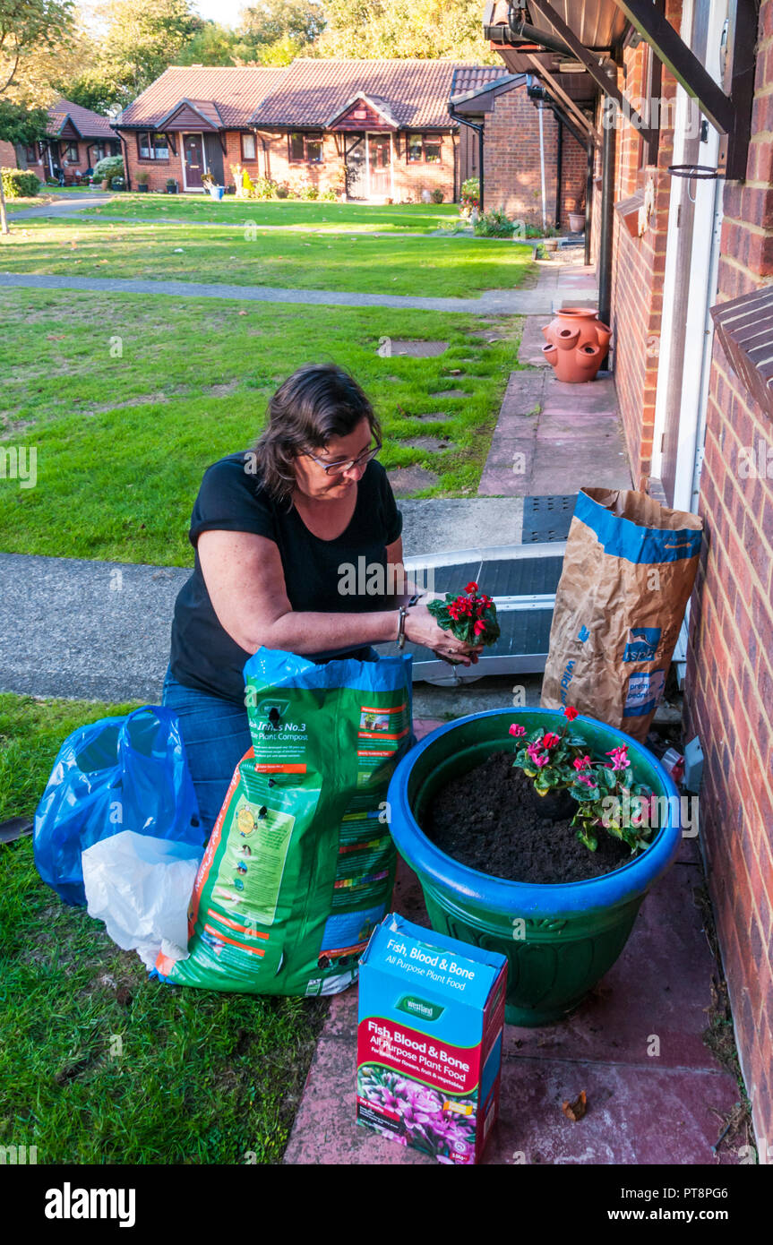 Donna piantagione fuori ciclamino piante in fiore outide vasca una casa su un terreno di bungalows protetta per gli anziani. Foto Stock