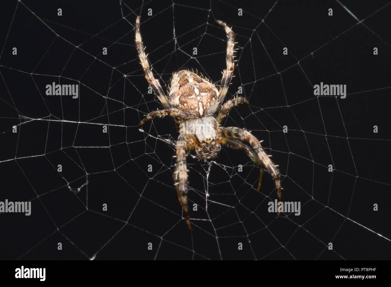 Close up brown spider sul web con sfondo nero Foto Stock