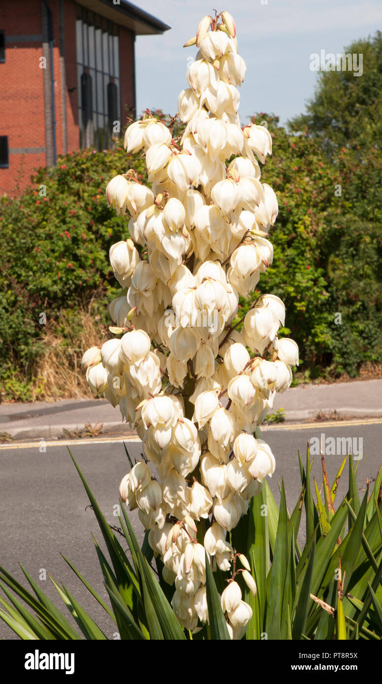 Yucca gloriosa che mostra un sacco di forma di campana fiori bianchi. Foto Stock