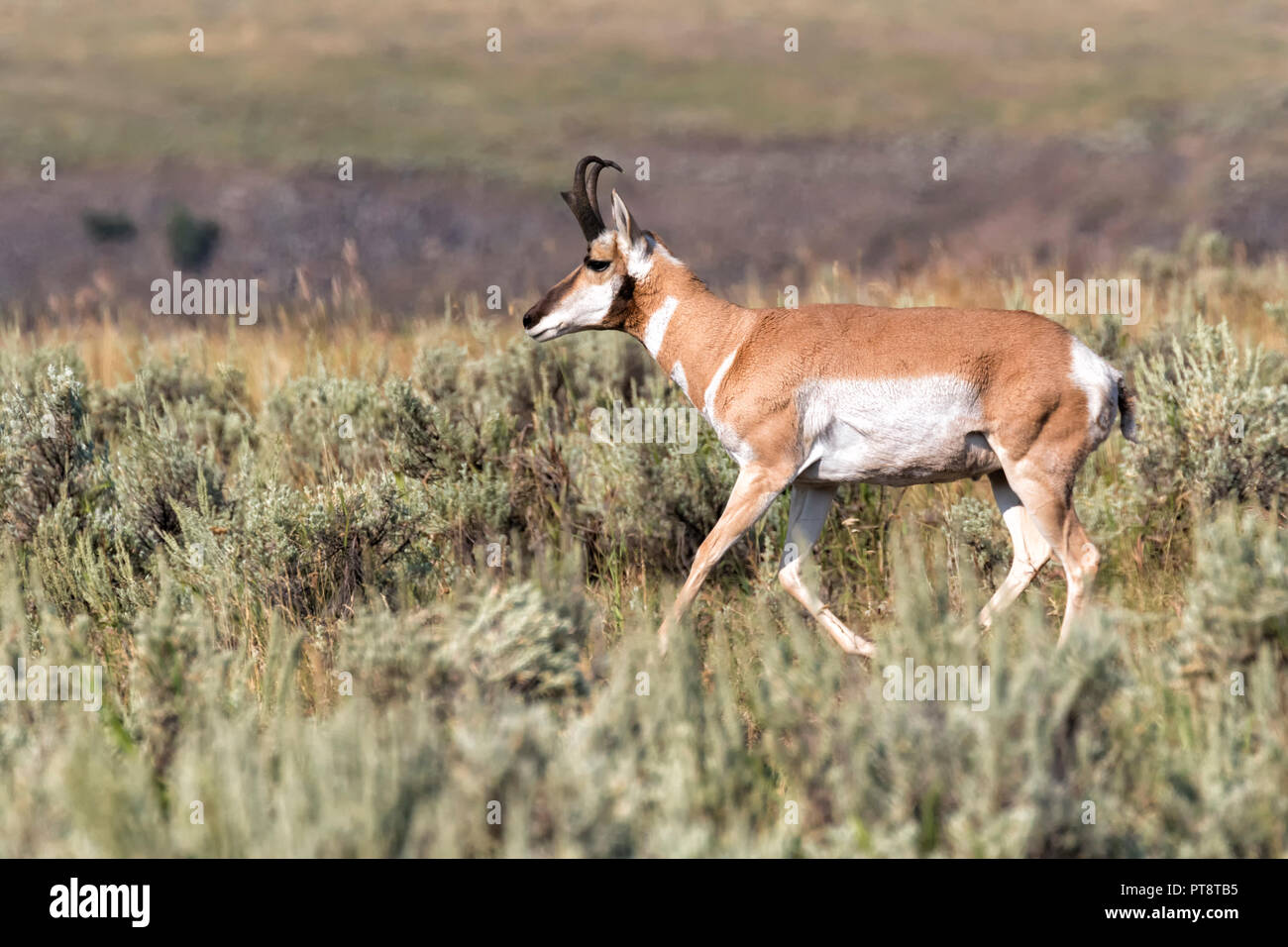 Maschio di antilope pronghorn in esecuzione attraverso cespugli di salvia, WY Foto Stock