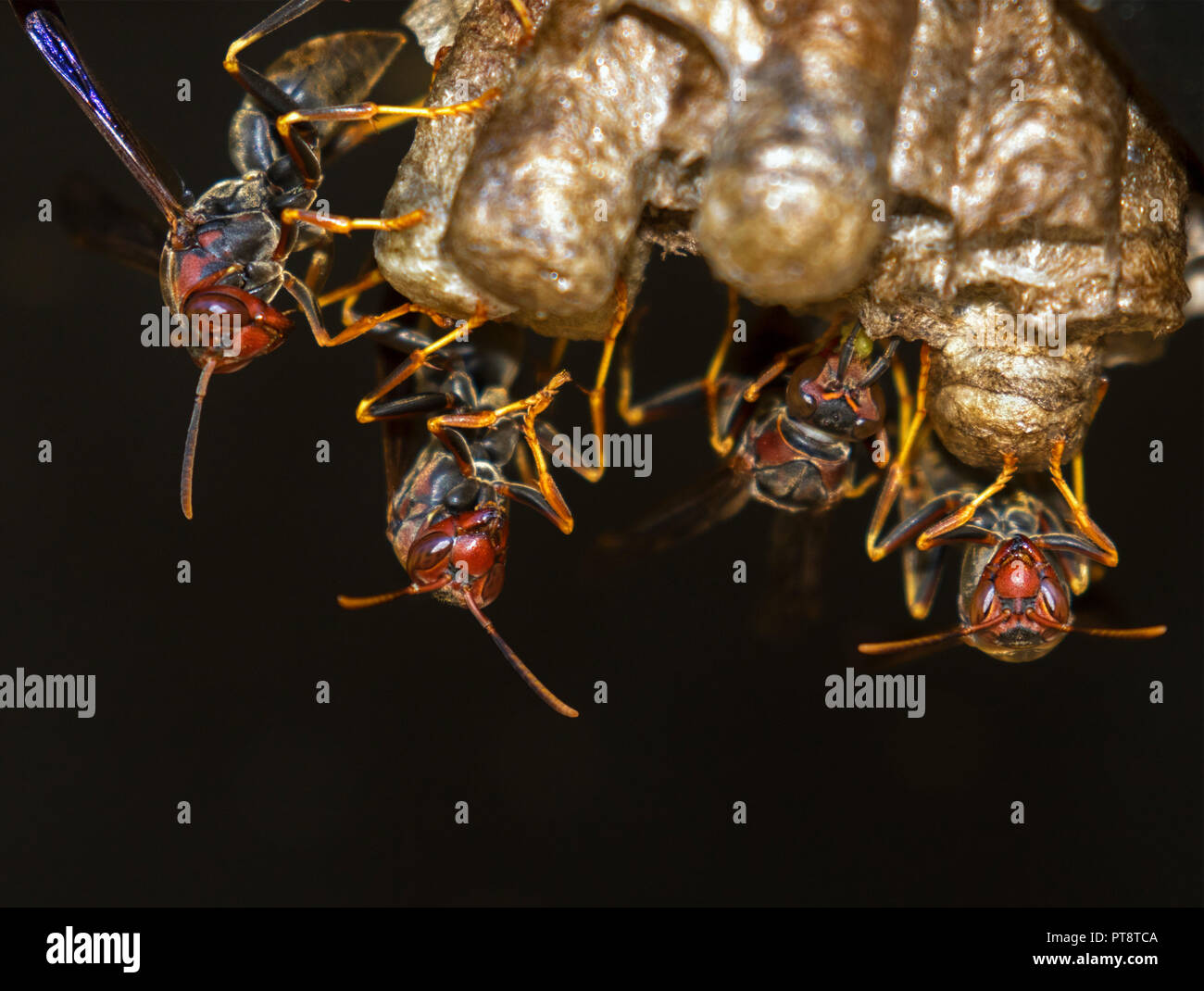 Carta vespe Polistes annularis, deporre le uova alla costruzione nido, Iowa, USA Foto Stock