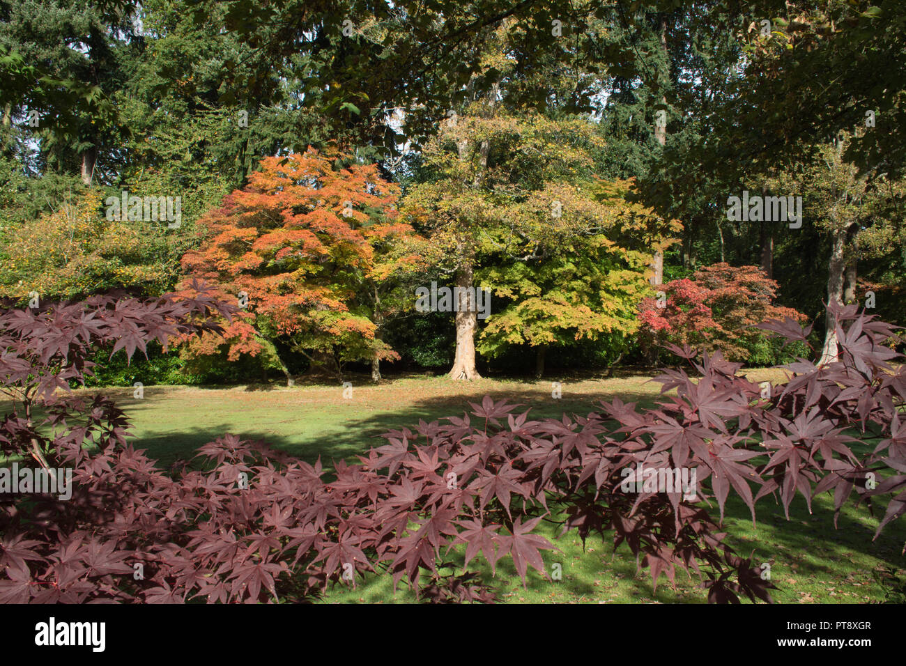 I colori autunnali a Tylney Hall e i giardini e una grand villa vittoriana e ora un elegante hotel di campagna, vicino a Hastings in Hampshire, Regno Unito Foto Stock