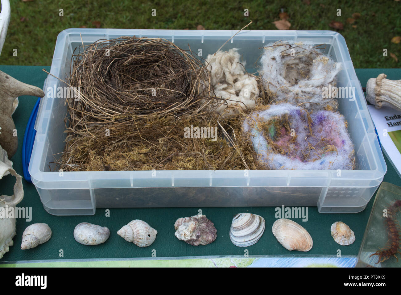 Raccolta di nidi di uccelli e conchiglie di mare visualizzata su un tavolo Foto Stock