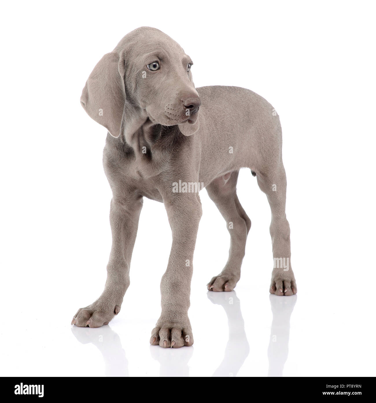 Studio shot di un grazioso cucciolo Weimaraner in piedi su sfondo bianco. Foto Stock