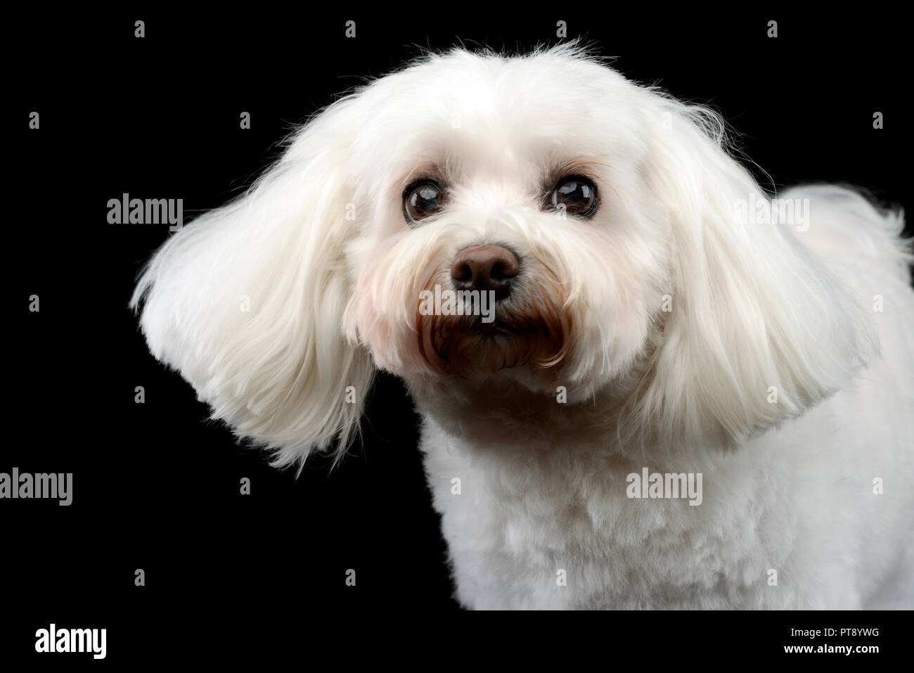 Ritratto di un simpatico cane bolognese, studio shot, isolato su nero. Foto Stock