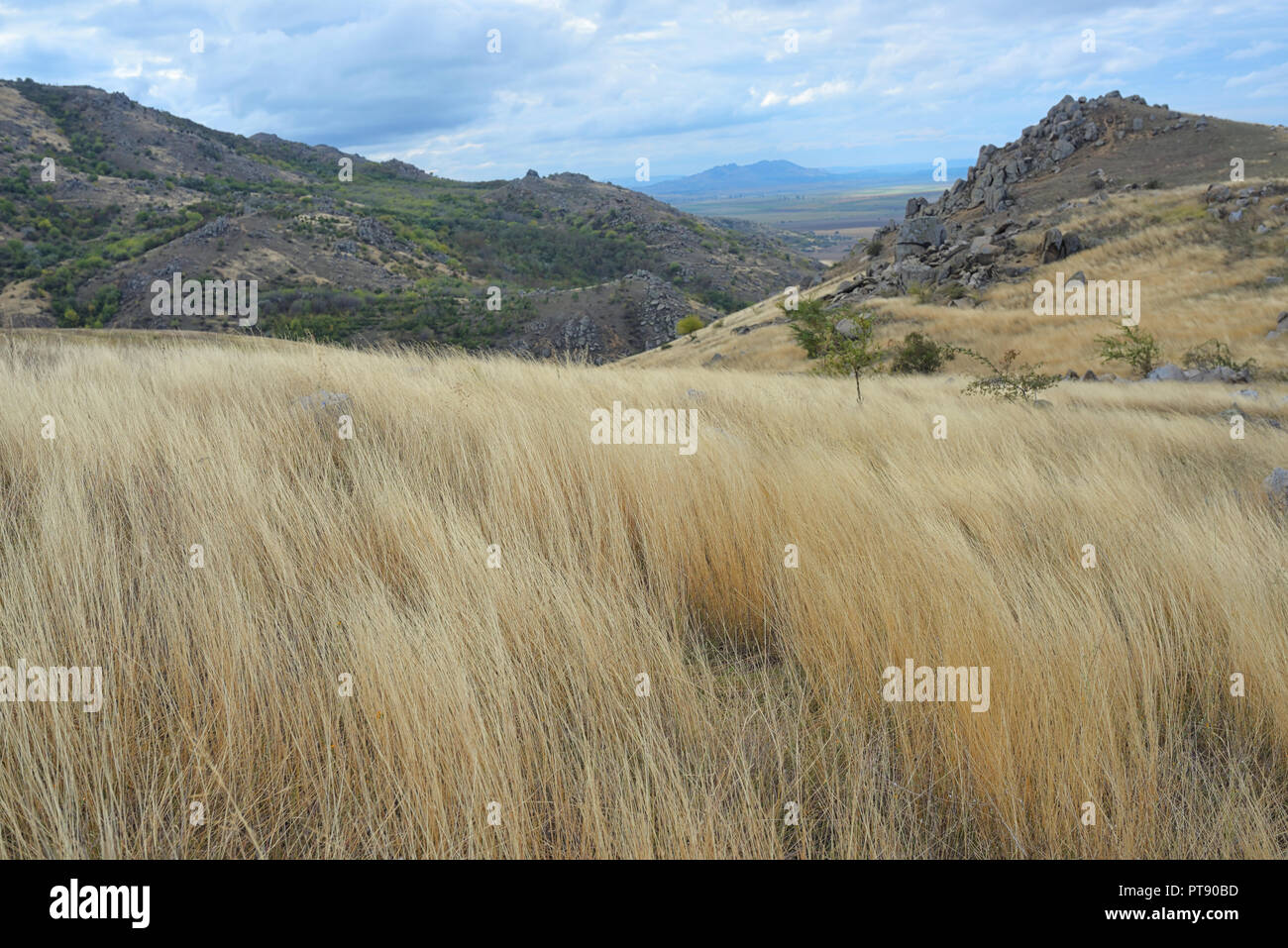 Erba gialla sulla cima della montagna rumeno Foto Stock