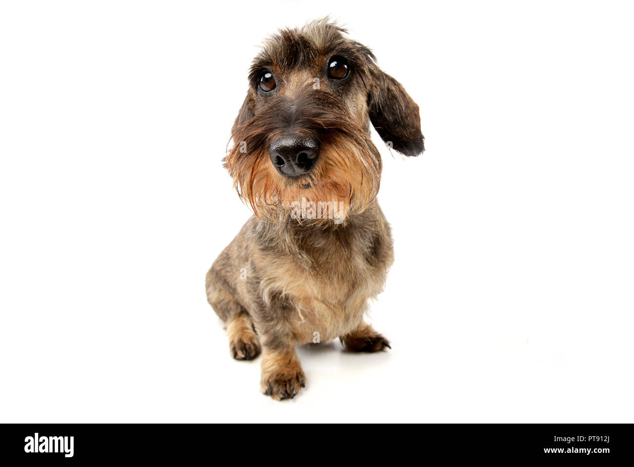 Ampia angolazione di un adorabile Bassotto studio shot, isolato su bianco. Foto Stock