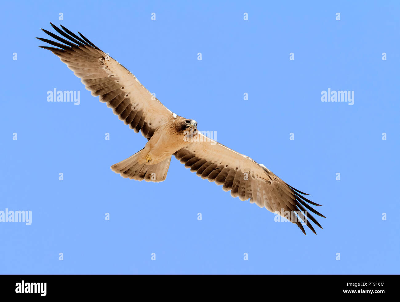 Avviato Eagle (Hieraaetus pennatus), pallido morph capretti in volo visto da sotto Foto Stock