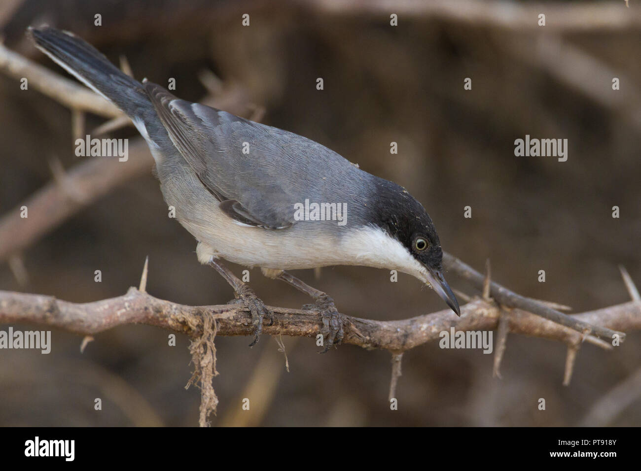 Orphean orientale trillo (Sylvia crassirostris), la vista laterale di un adulto arroccata su una boccola in Oman Foto Stock