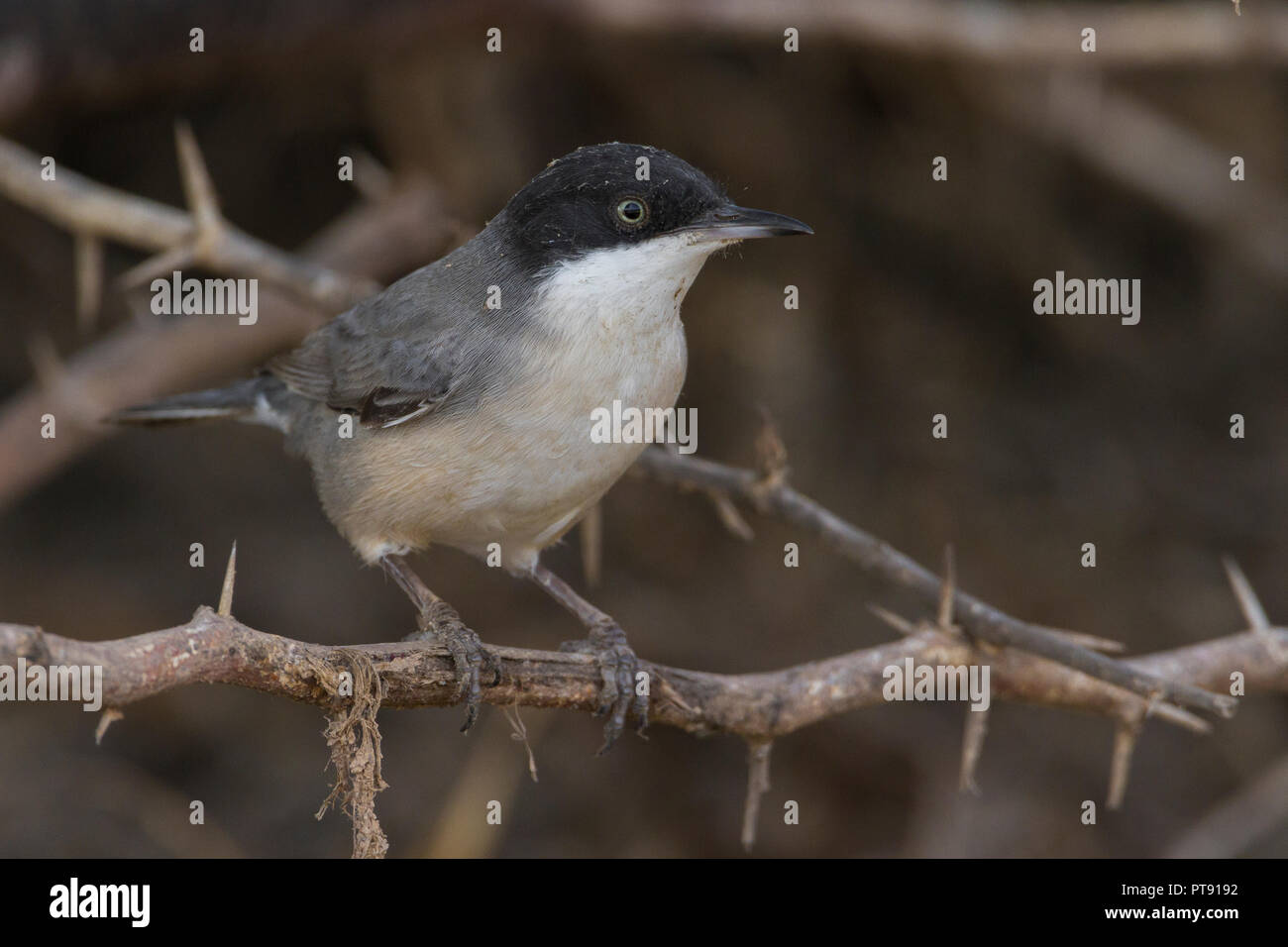 Orphean orientale trillo (Sylvia crassirostris), la vista anteriore di un adulto arroccata su una boccola in Oman Foto Stock