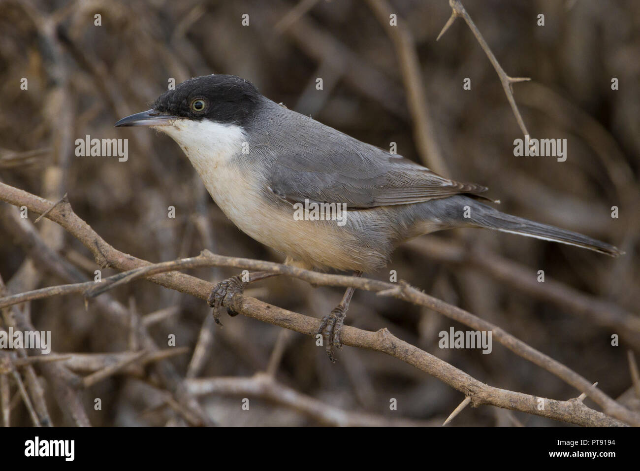 Orphean orientale trillo (Sylvia crassirostris), la vista laterale di un adulto arroccata su una boccola in Oman Foto Stock