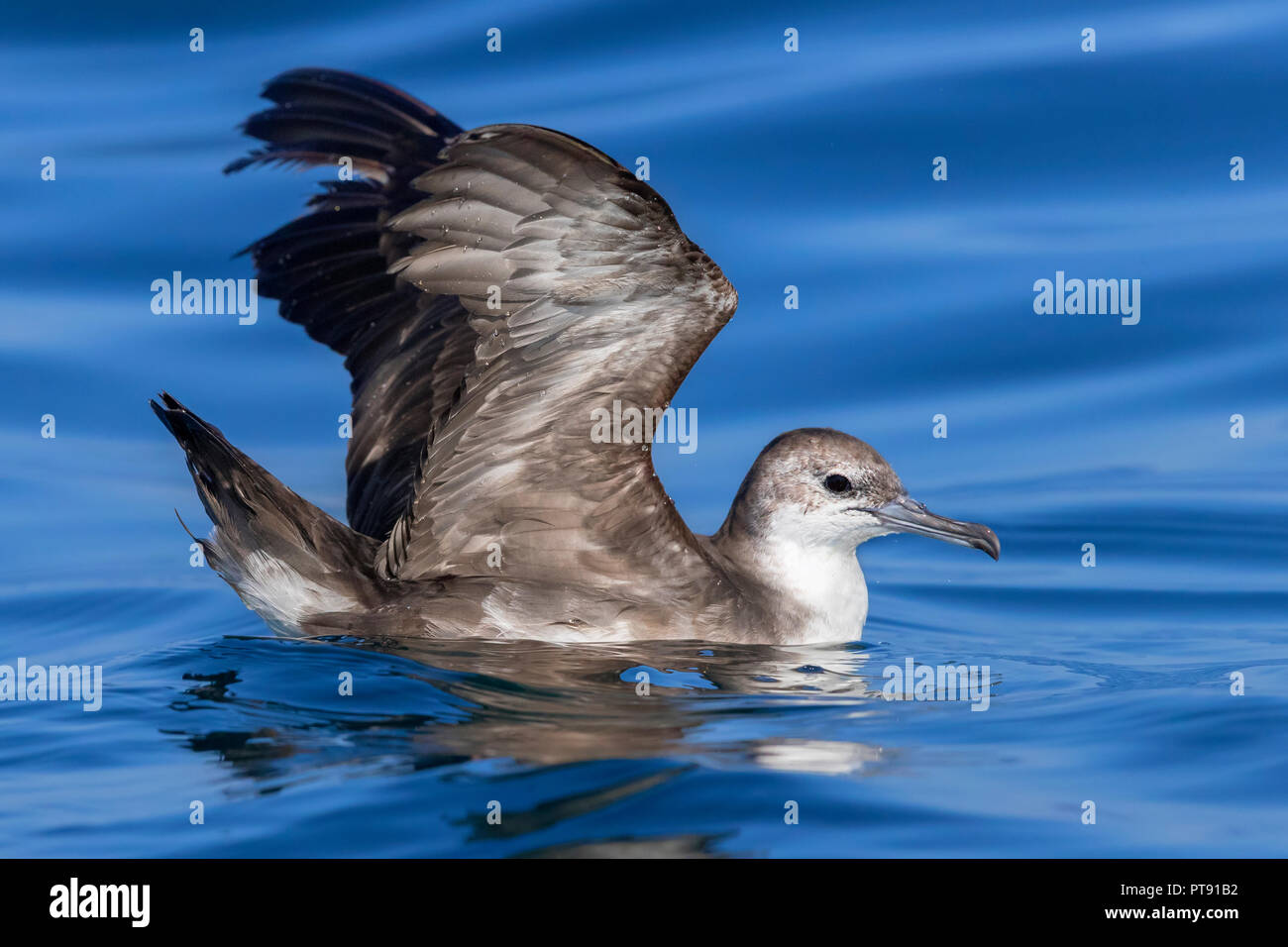 Il persiano Shearwater (Puffinus persicus), la vista laterale di un adulto diffondere le sue ali Foto Stock