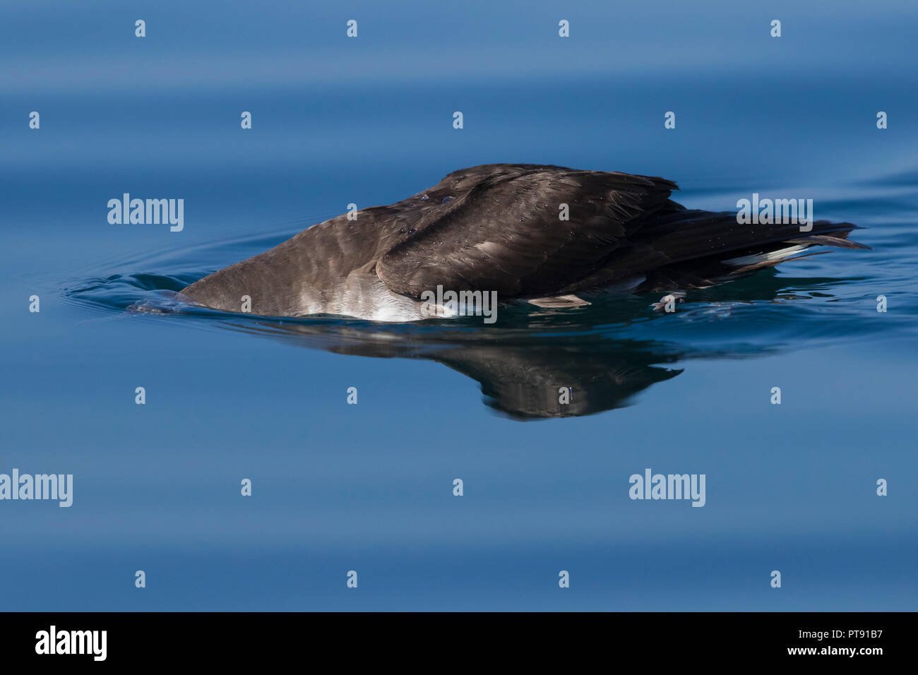 Il persiano Shearwater (Puffinus persicus), la vista laterale di un adulto in cerca di cibo sotto la superficie dell'acqua in Oman Foto Stock
