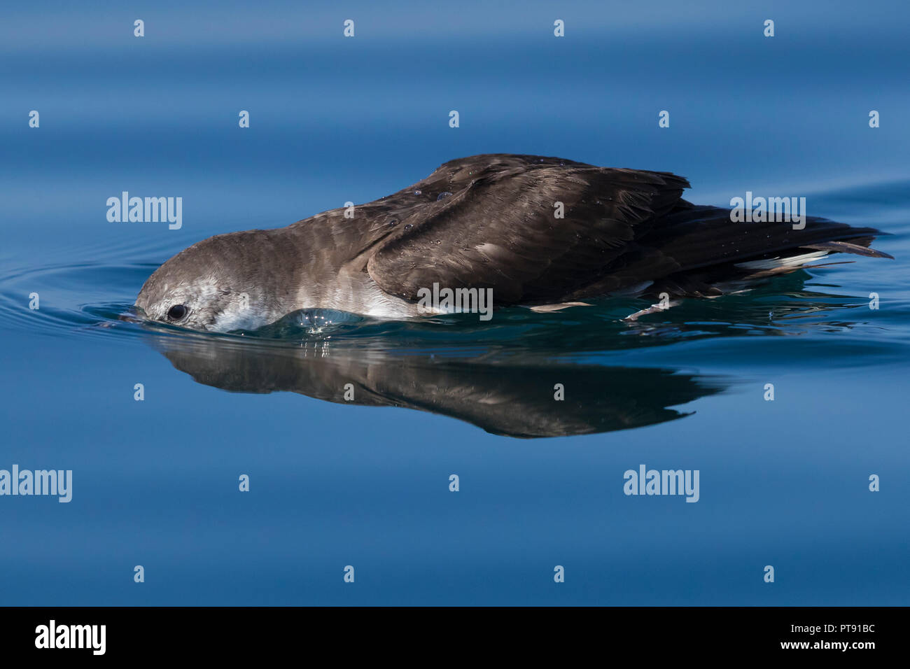 Il persiano Shearwater (Puffinus persicus), la vista laterale di un adulto in cerca di cibo sotto la superficie dell'acqua in Oman Foto Stock