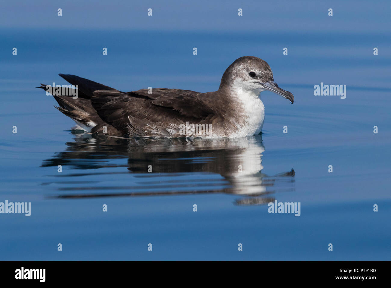 Il persiano Shearwater (Puffinus persicus), la vista laterale di un adulto galleggianti sulla superficie dell'acqua in Oman Foto Stock