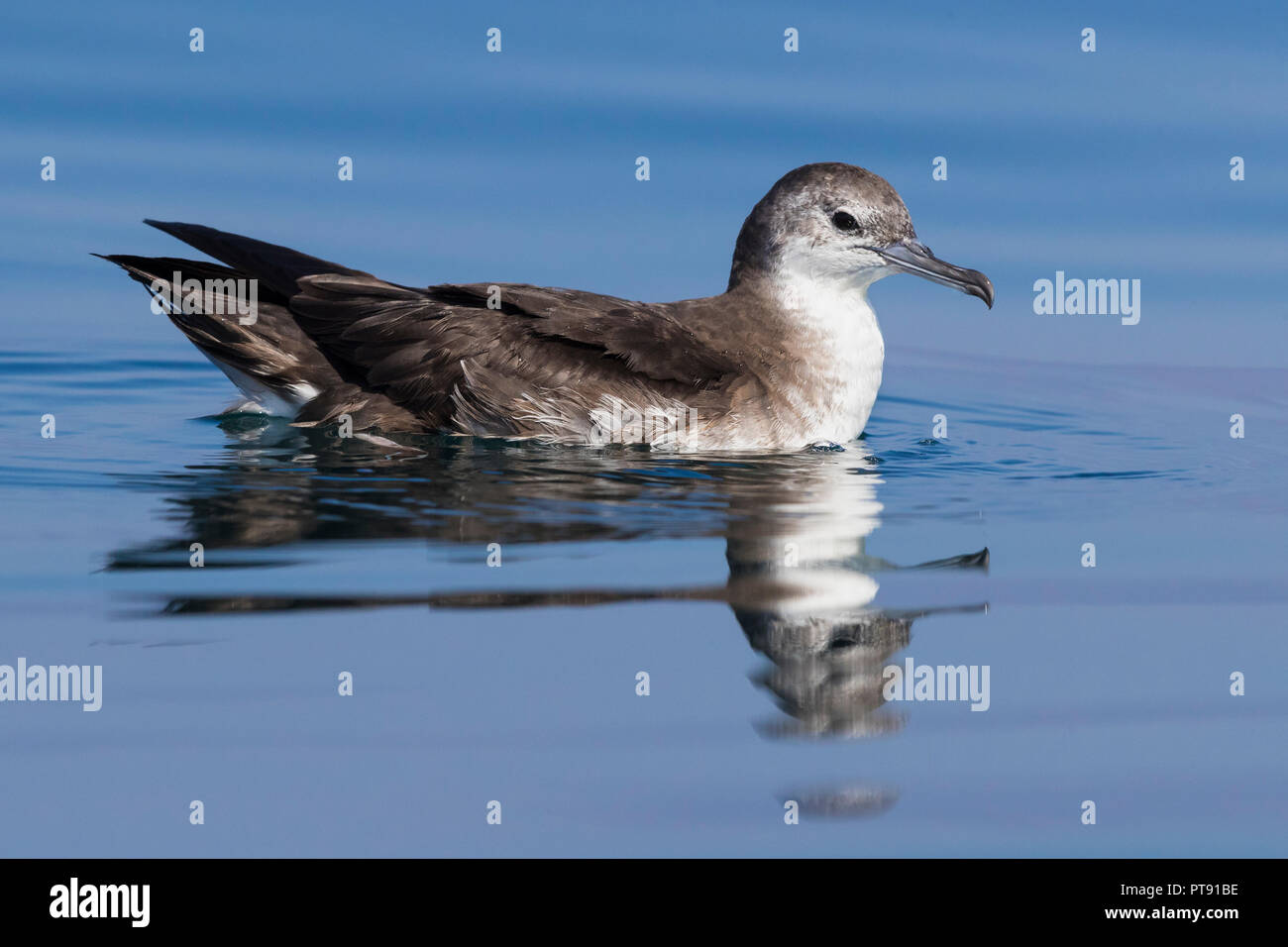 Il persiano Shearwater (Puffinus persicus), la vista laterale di un adulto galleggianti sulla superficie dell'acqua in Oman Foto Stock