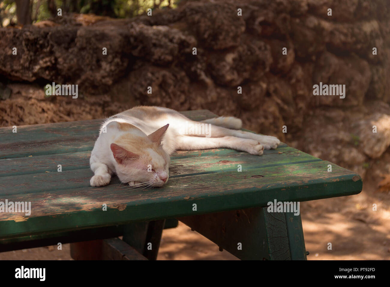 Un gatto domestico si posa su un vecchio tavolo di legno. Un pet in natura. Il villaggio, il parco Foto Stock