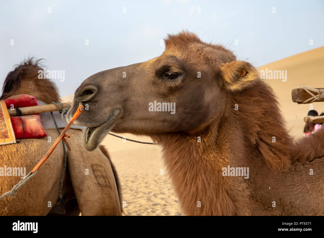 Ritratto di cammelli in giro roulotte a cantare la montagna di sabbia dune del deserto Taklamakan, Dunhuang, Cina. Foto Stock