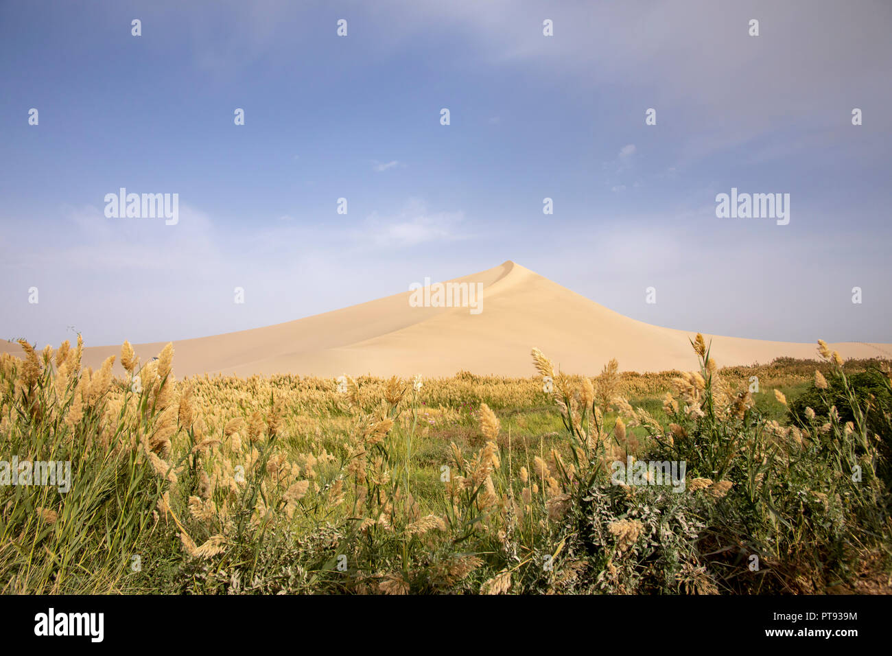 Dune di sabbia e marsh a cantare la montagna di sabbia dune del deserto Taklamakan, Dunhuang, Cina. Foto Stock