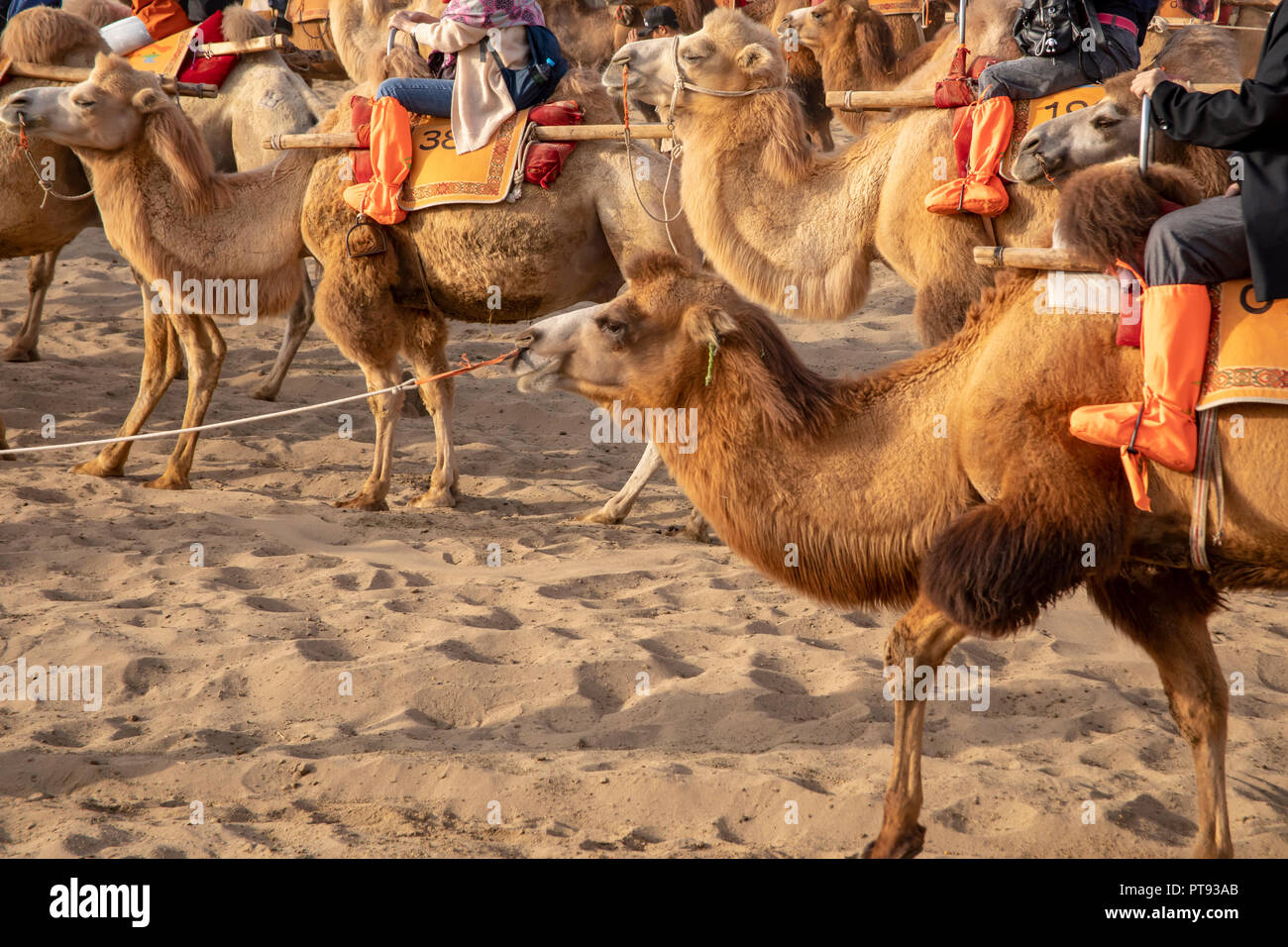 Cammelli in carovana a cantare la montagna di sabbia dune del deserto Taklamakan, Dunhuang, Cina. Foto Stock