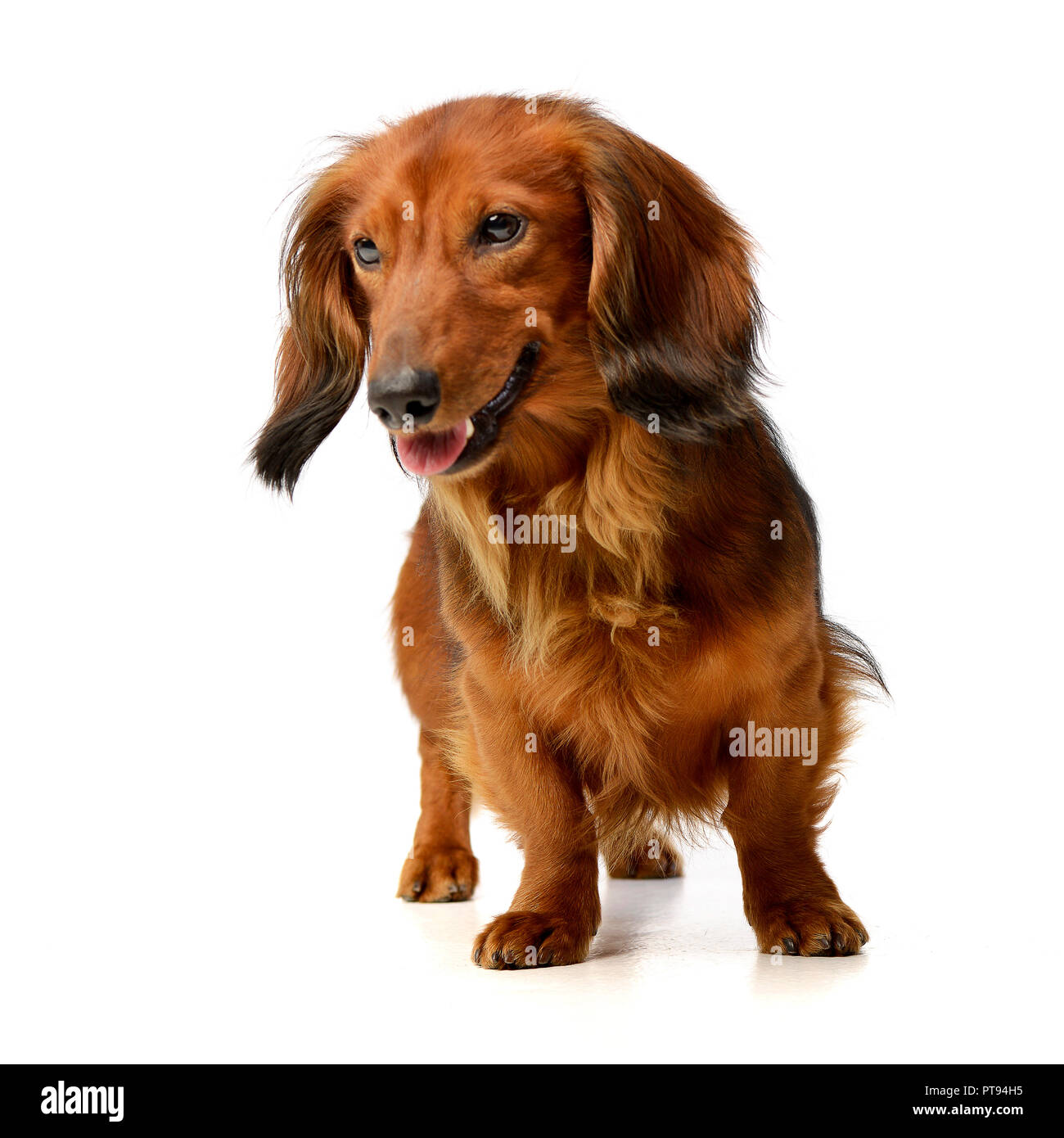 Studio shot di un adorabile longhaired Bassotto in piedi su sfondo bianco. Foto Stock