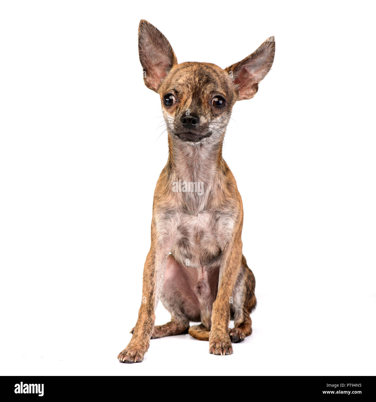 Studio shot di un adorabile pelo corto Chihuahua seduto su sfondo bianco. Foto Stock