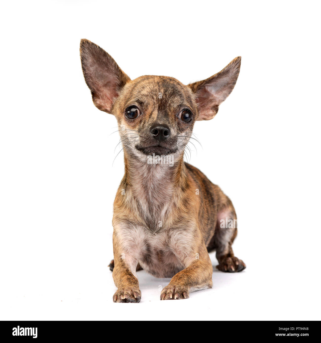 Studio shot di un adorabile pelo corto Chihuahua giacente su sfondo bianco. Foto Stock