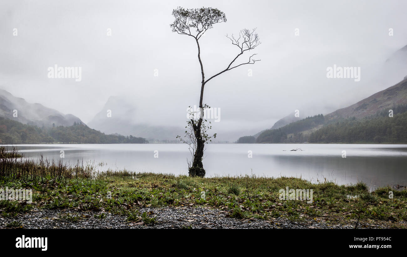 Il Lone Tree sul lago Buttermere Foto Stock