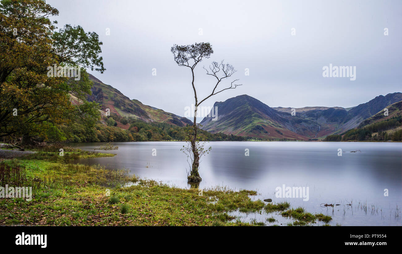 Il Lone Tree sul lago Buttermere Foto Stock