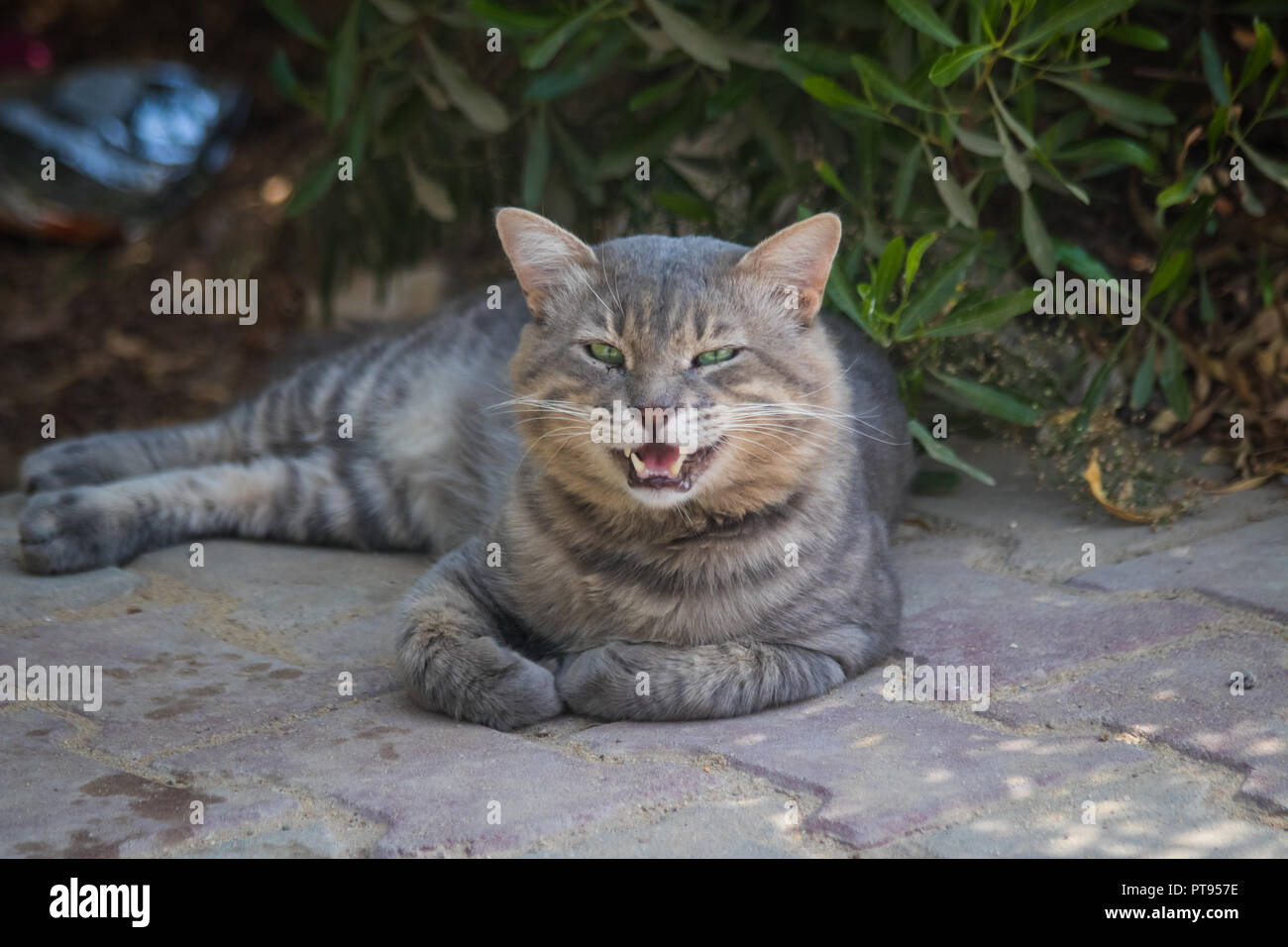 Gatto di strada Foto Stock
