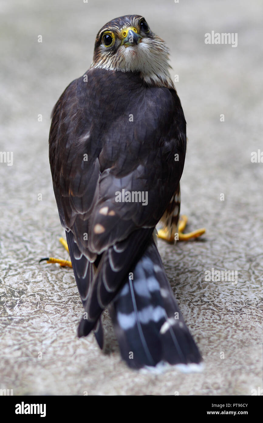 Cresciuto, maschio falco pellegrino (Falco peregrinus). Foto scattata a Kingston, Ontario, CA. Foto Stock