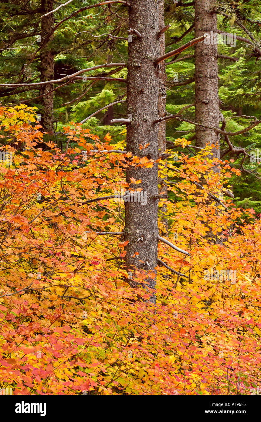 Colori autunnali nei boschi in Oregon Foto Stock