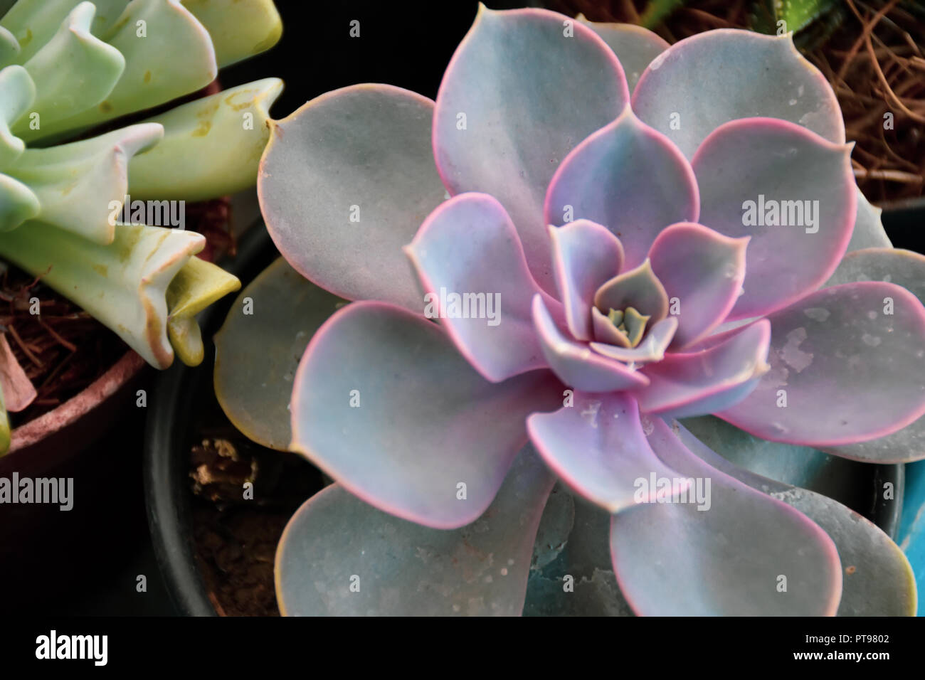 Succulento aloe vera pianta Foto Stock