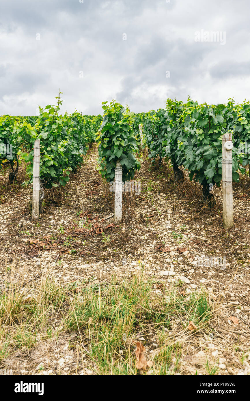 Le uve coltivate in righe, vinificazione in Francia, nel nord della Borgogna, la città di Chablis Foto Stock