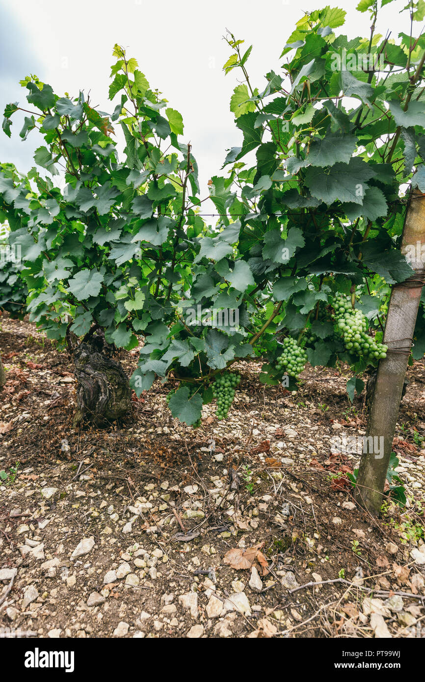 Boccola di uva close-up, vinificazione in Francia, nel nord della Borgogna, la città di Chablis Foto Stock