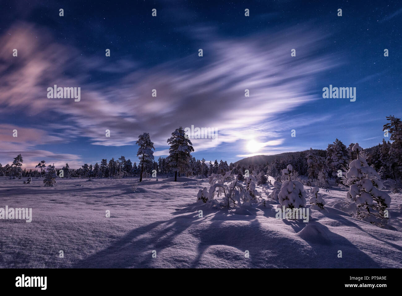 Sorprendente la notte il cielo sopra la superficie forestale in Heia, Grong. Inverno in Norvegia. Foto Stock