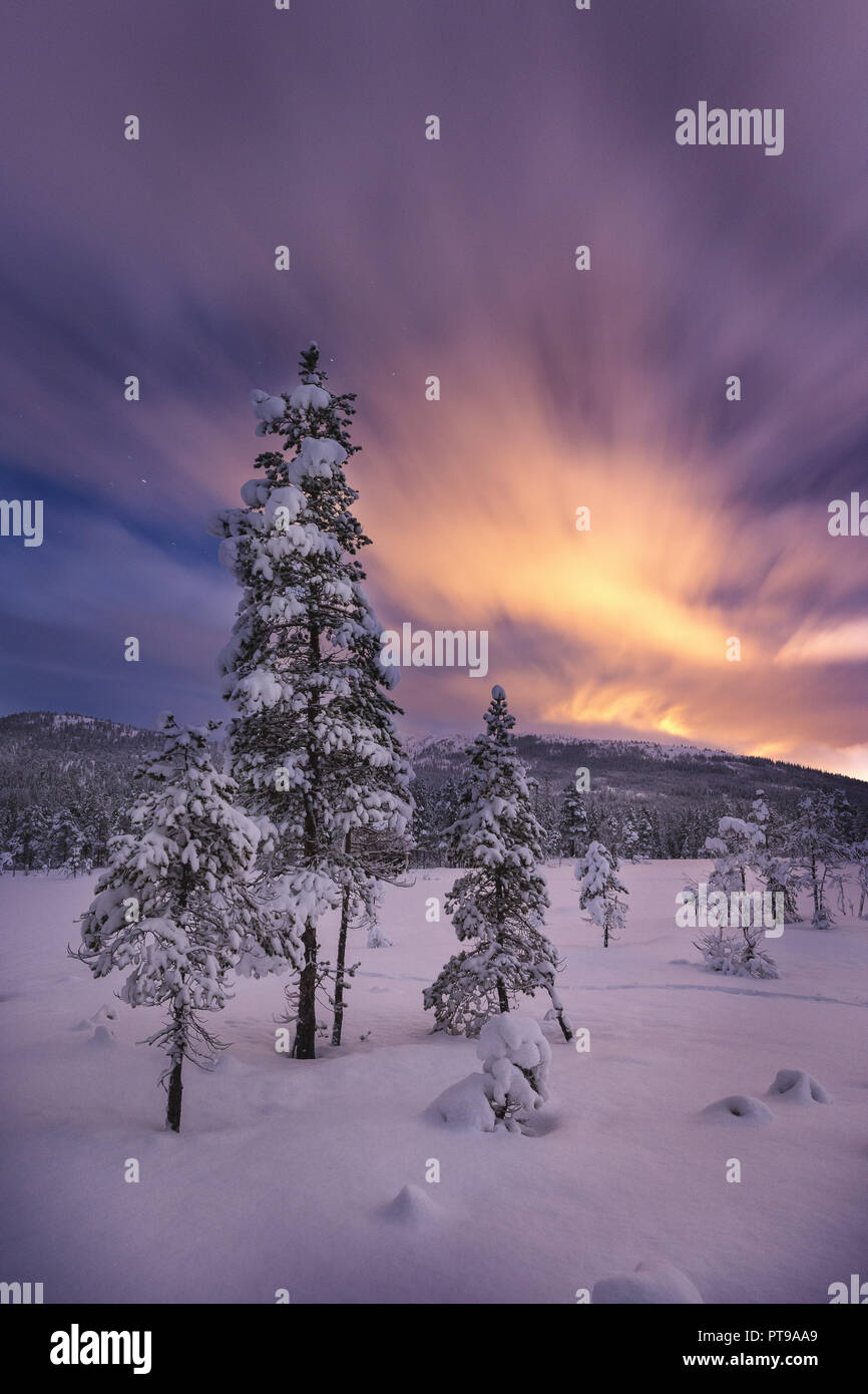 Sorprendente la notte il cielo sopra la superficie forestale in Heia, Grong. Inverno in Norvegia. Foto Stock