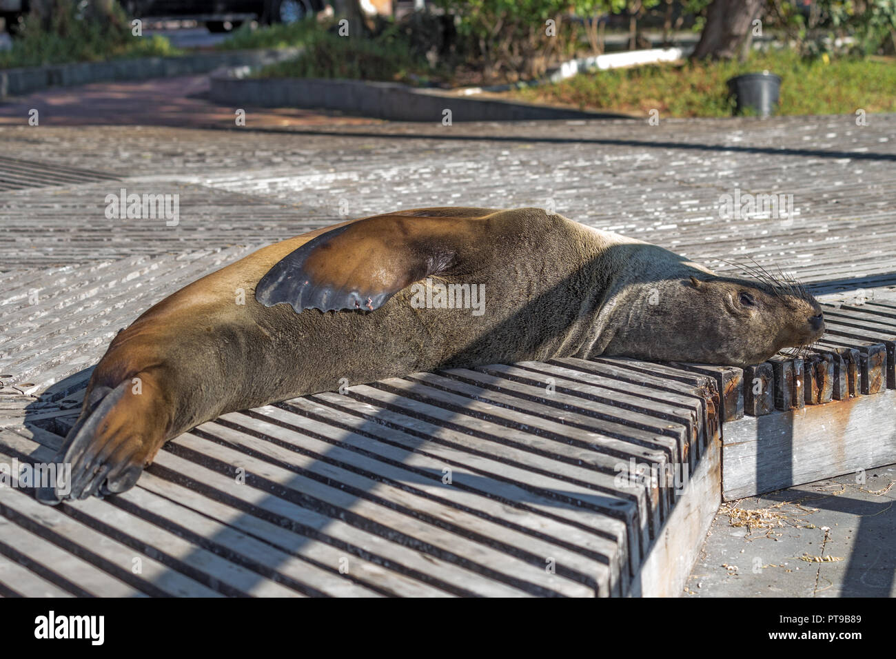 Sea Lion, Promenade, Puerto Baquerizo Moreno, San Cristobal, isole Galapagos, Ecuador Foto Stock