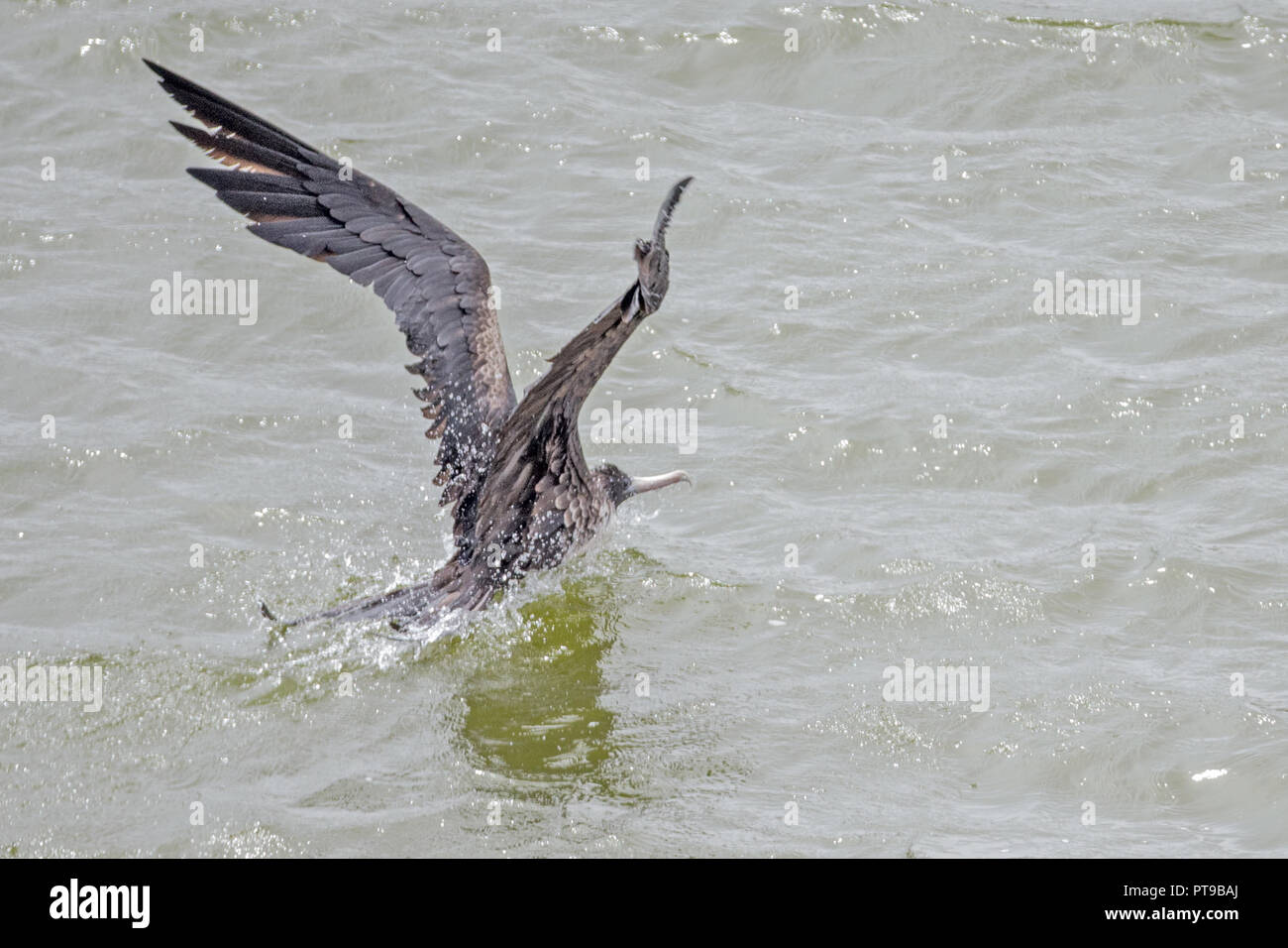 Magnifico lavaggio Frigatebirds piume da il sale in acqua dolce El Junco lago, nell Isola San Cristobal, Isole Galapagos, Ecuador Foto Stock