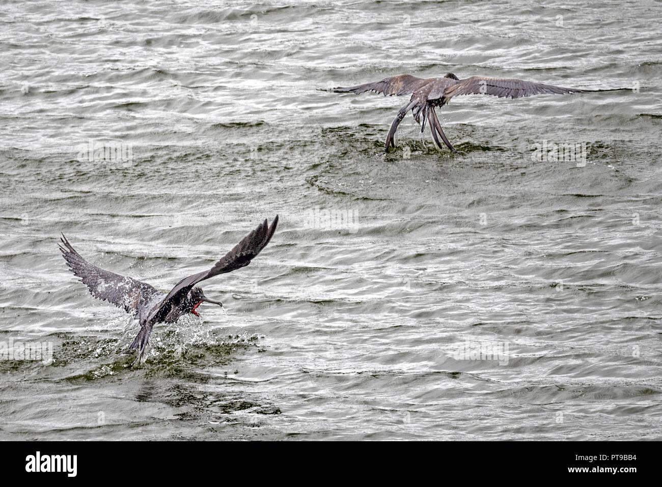 Magnifico lavaggio Frigatebirds piume da il sale in acqua dolce El Junco lago, nell Isola San Cristobal, Isole Galapagos, Ecuador Foto Stock