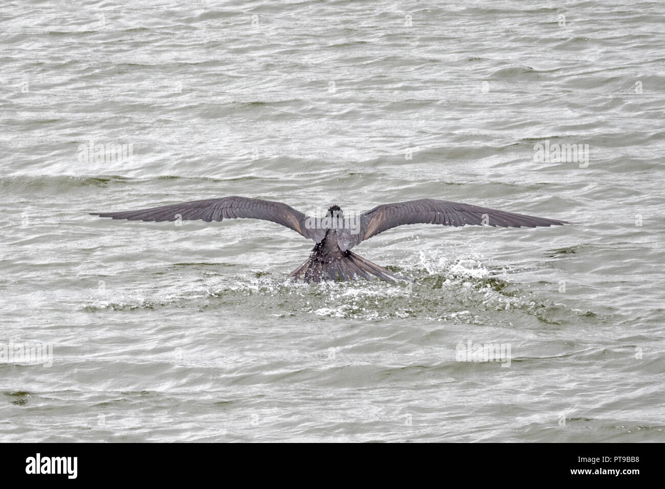 Magnifico lavaggio Frigatebirds piume da il sale in acqua dolce El Junco lago, nell Isola San Cristobal, Isole Galapagos, Ecuador Foto Stock