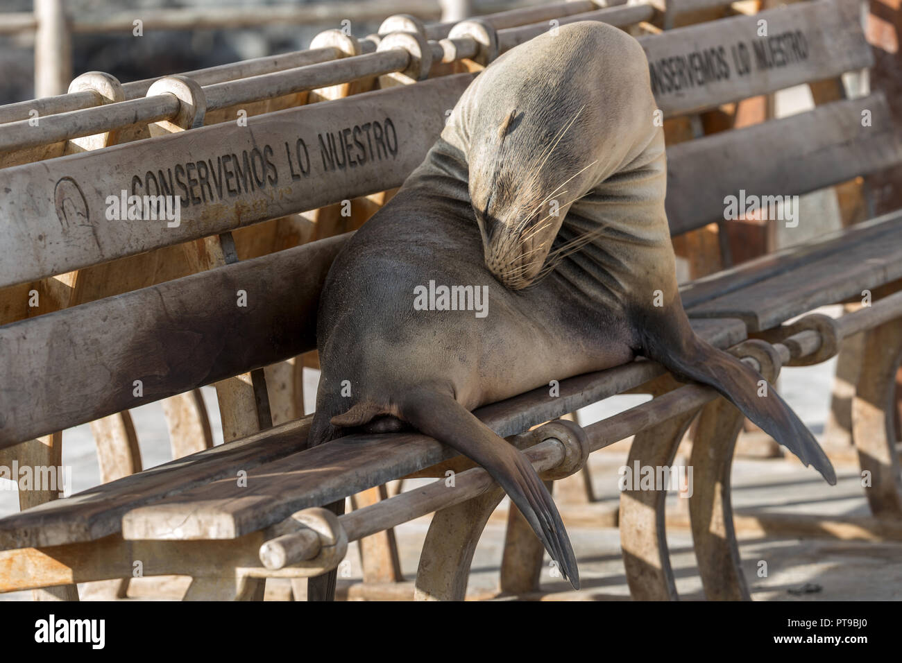 Sealion su un banco, Conservemos lo nuestro, dobbiamo conservare quella che è la nostra, Puerto Baquerizo Moreno, San Cristobal Island, isole Galapagos, Ecuad Foto Stock