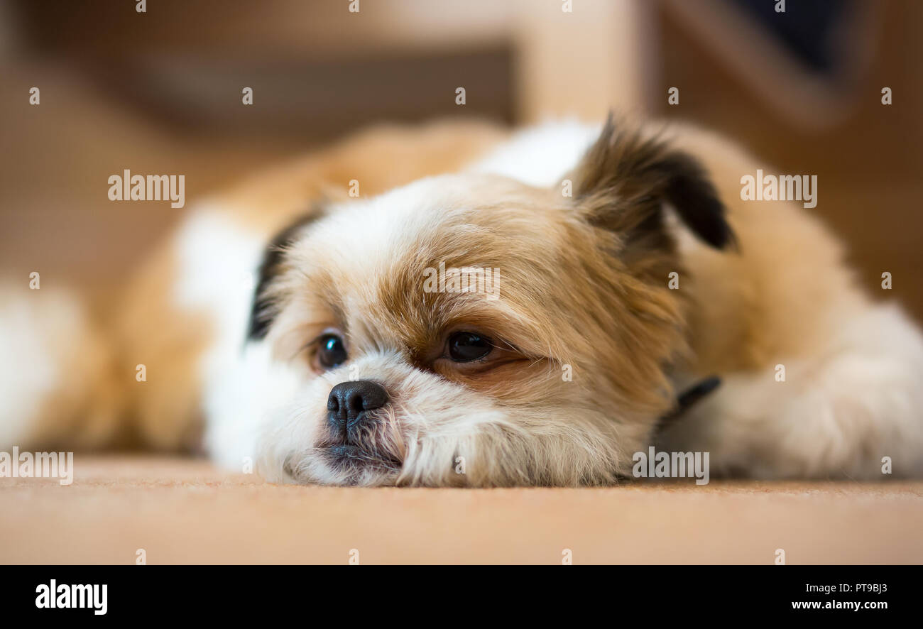 Primo piano di adorabile cane Pomeranian Shih Tzu in casa, sdraiato sul tappeto, mento sul pavimento, fingendo di dormire, un orecchio umorosamente cocked! Foto Stock