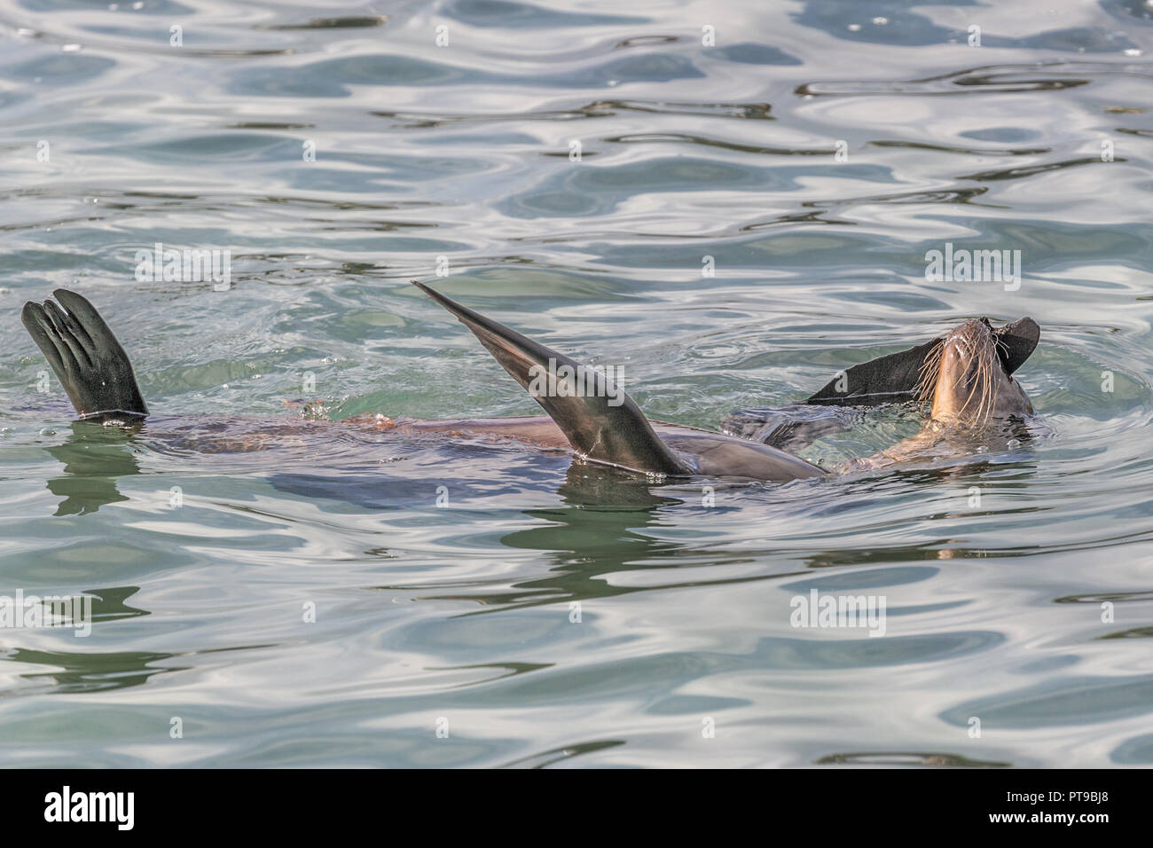 Sealion nuoto, Puerto Baquerizo Moreno, San Cristobal Island, isole Galapagos, Ecuador Foto Stock